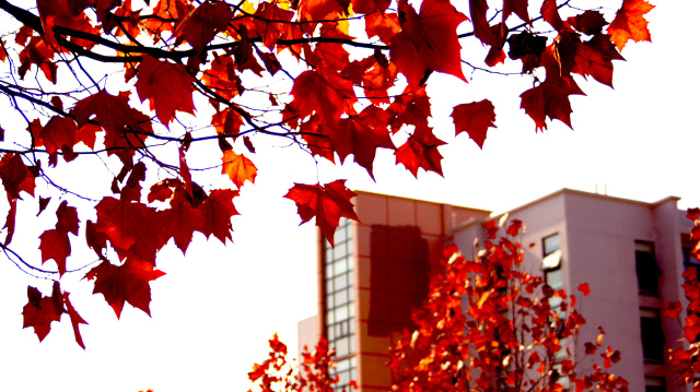 Autumn maples in Wuhan University of Technology, Wuhan, China.