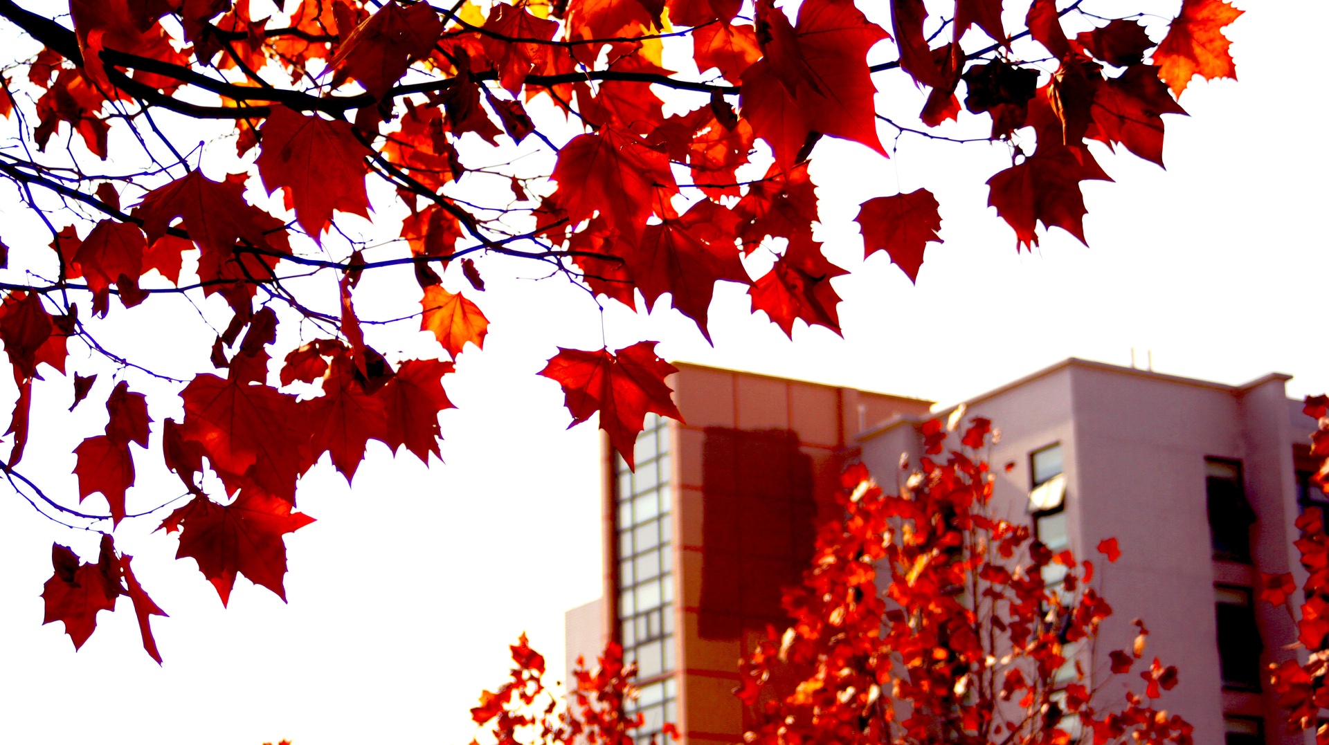 Autumn_maples_in_Wuhan_University_of_Technology_Wuhan_China_20171210.jpg